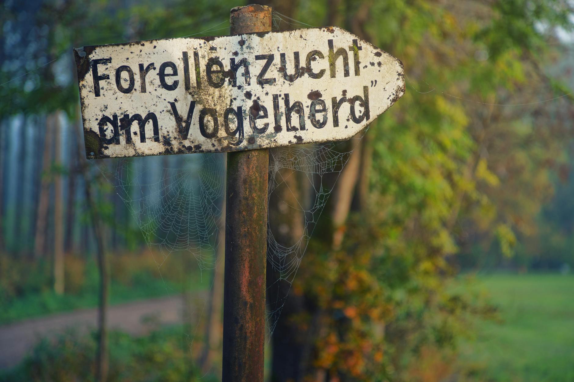Rustic sign pointing the way through a serene forest, surrounded by lush green leaves and spider webs.