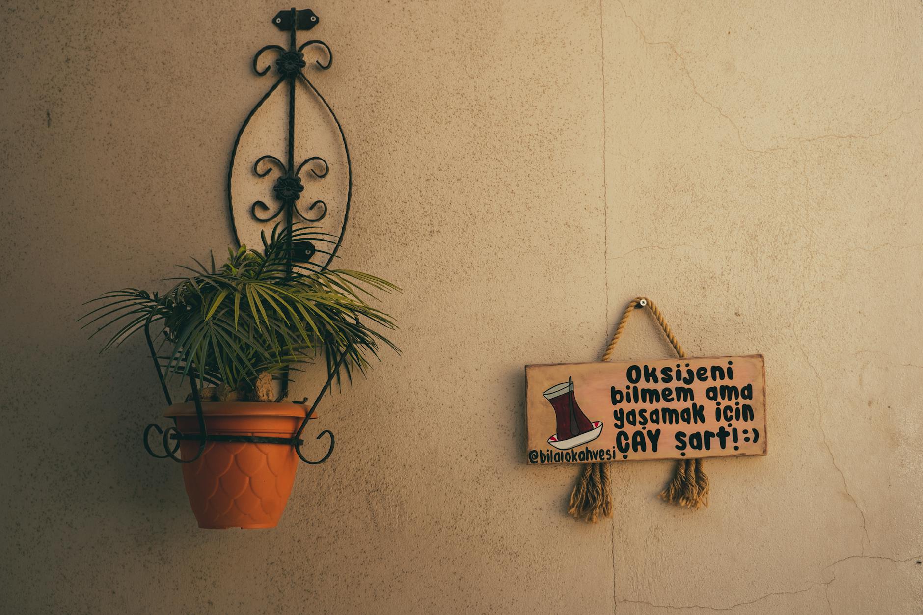 Potted plant on wall with Turkish sign, warm tones, interior decor.