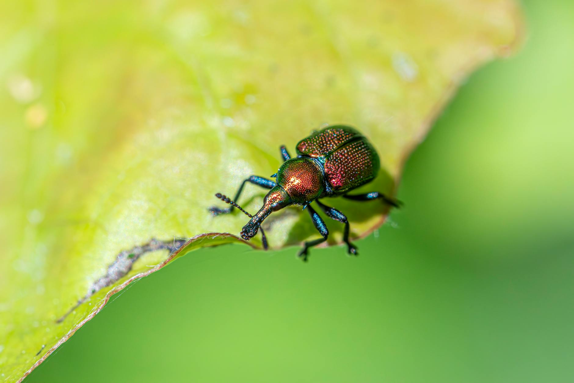 Close-up of an aspen leaf-rolling weevil highlighting its vibrant colors on a green leaf.